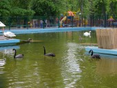 Искусственное озеро для водоплавающих птиц