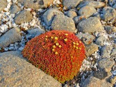 Для суровых условий полярных пустынь характерна подушковидная форма растений (здесь - камнеломка дернистая)