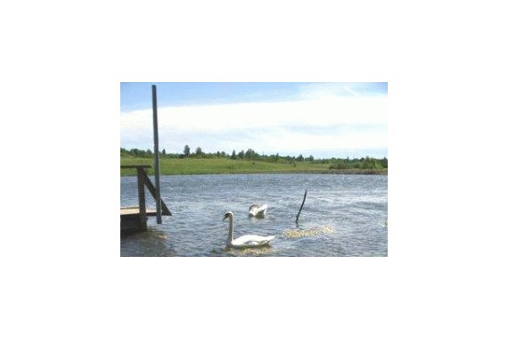 Фотография Гостевой дом «Изборск-Парк» 7