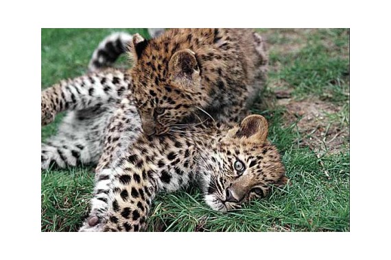 Фотография Национальный парк «Земля леопарда» 2