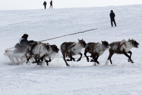 Фотография День оленевода 2014 2