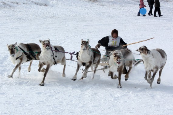 Фотография День оленевода 2014 3