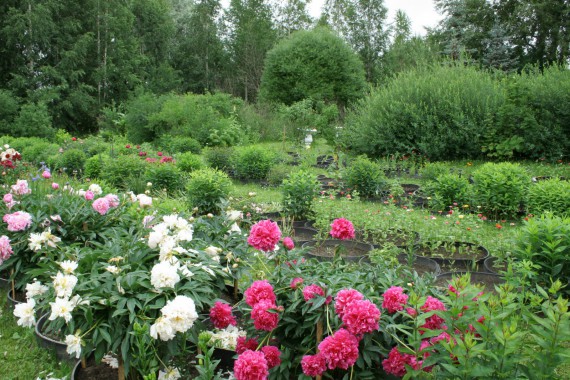 Фотография Ботанический сад им.Г.Демидова 9